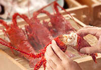 料理撮影イメージ